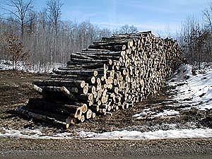 Logging in the Cylon Wildlife Area, March 2001