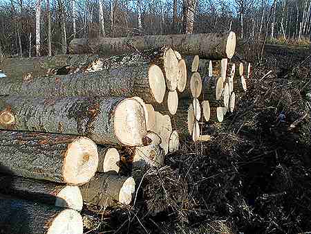 Another log pile in 2002.