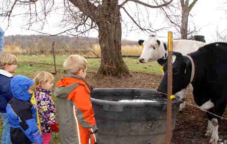 Cows watching kids