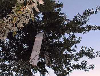 Siding in a tree.